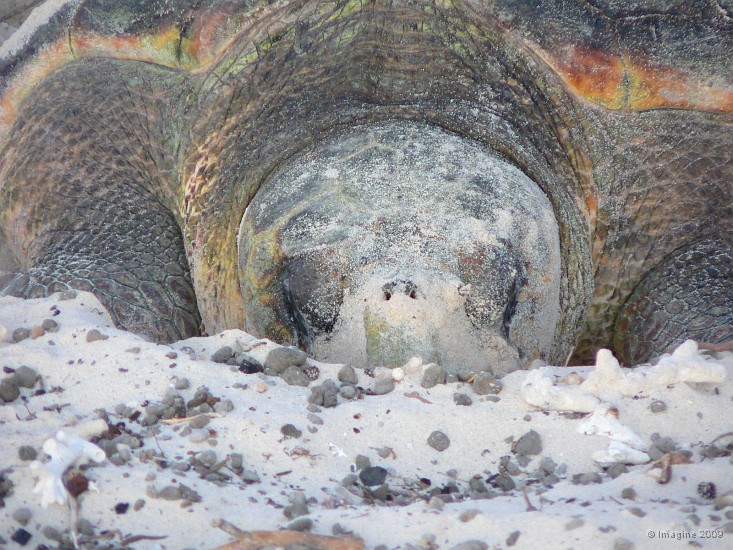69- Une tortue caouanne vient pondre sur la plage.JPG